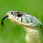Natrix natrix