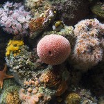 fondo_marino_acuario_Monterey