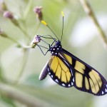 mariposa