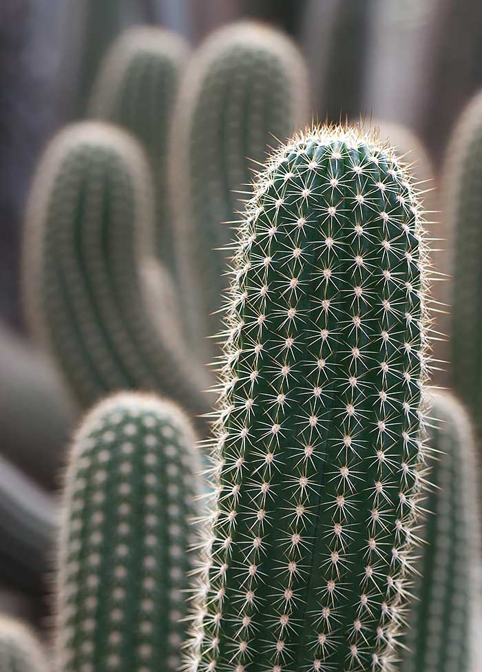 Omnifoto-cactus