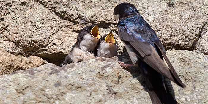 omnifoto-Peru pájaro andino alimentando a los polluelos