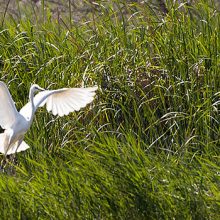Concurso con 4.800 € para fotógrafos de naturaleza