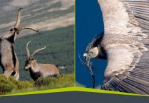 Guía para fotografiar la fauna ibérica Guia para fotografiar la fauna iberica