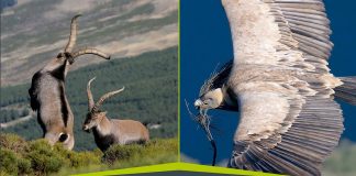 Guía para fotografiar la fauna ibérica Guia para fotografiar la fauna iberica