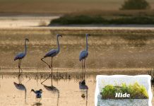 Fotografía de fauna: construir un hide con Víctor Aparicio