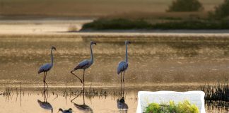 Fotografía de fauna: construir un hide con Víctor Aparicio