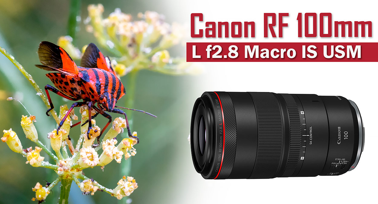 Canon RF100mm F2.8 L Macro, posiblemente la mejor lente macro de Canon