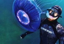 Fotosub, todos los libros para aprender fotografía submarina